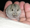 New Lemming