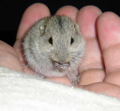 New Lemming