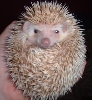 Barley again