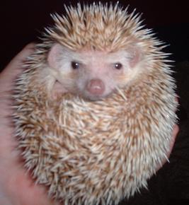 Barley again