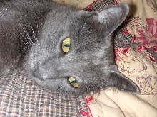 Mojo2