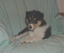 Our Puppy
