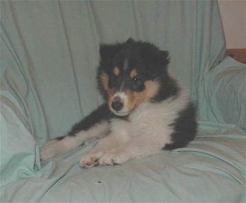 Our Puppy