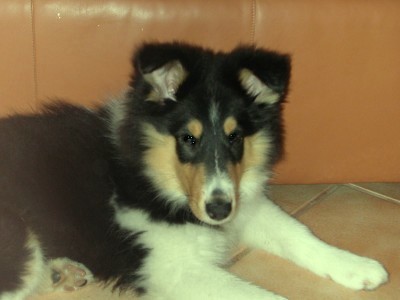 My Stoopit Goggie