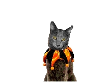 I redy fer halloweenie