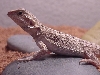 Beardie Close Up