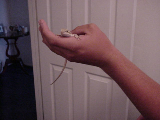Holding Dragon