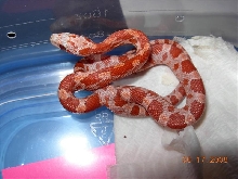 Hypo Upper Keys Bloodred