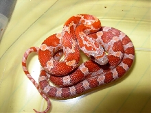 Hypo Upper Keys Bloodred