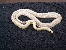 striped ghost male