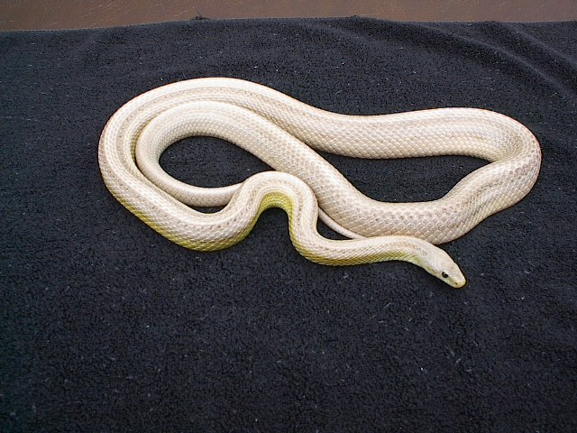 striped ghost male