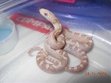 Ghost Bloodred #1 male