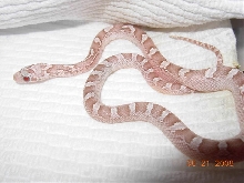 Ghost Bloodred #2 female