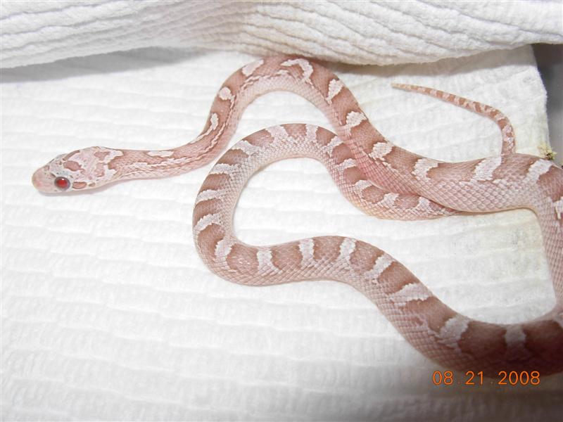 Ghost Bloodred #2 female
