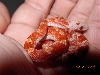 Hypo Pied Bloodred