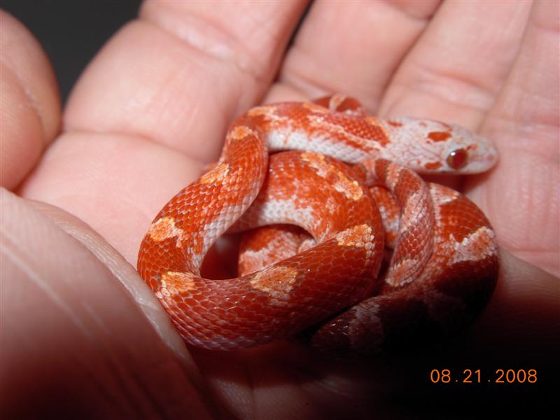 Hypo Pied Bloodred