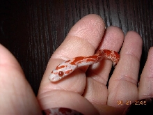 Hypo Pied Bloodred #6