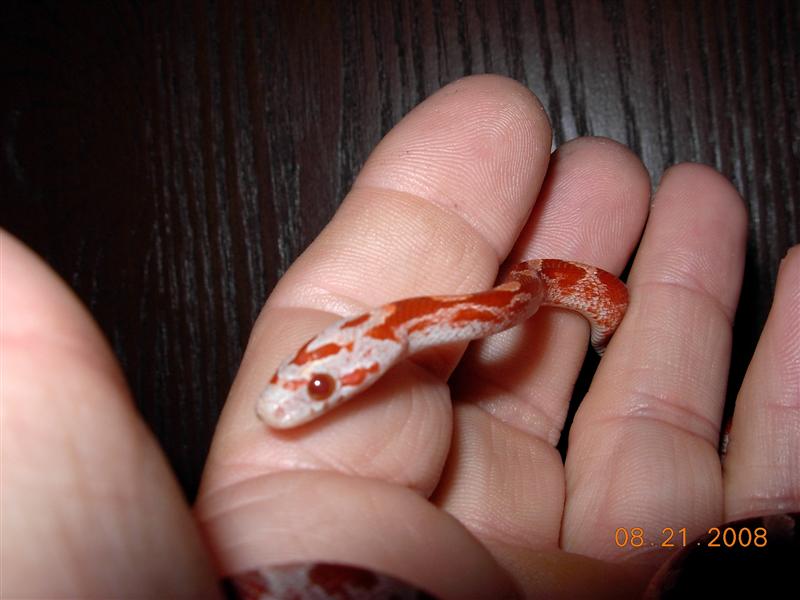Hypo Pied Bloodred #6
