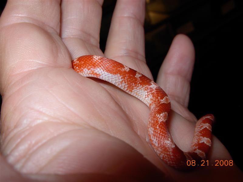 Hypo Pied Bloodred #6