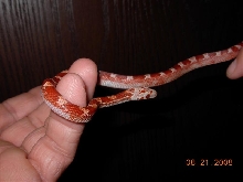 Hypo Pied Bloodred #6