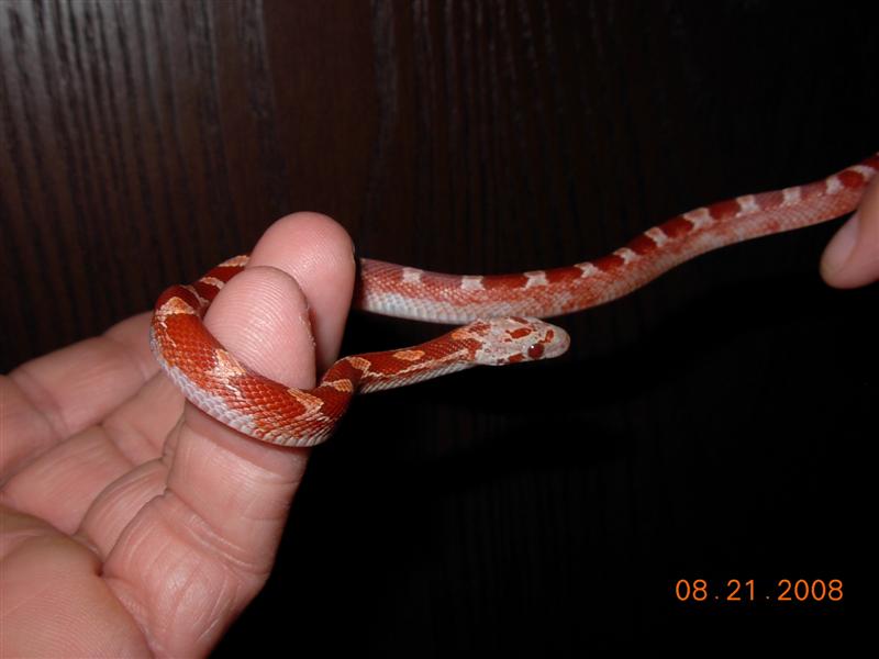 Hypo Pied Bloodred #6