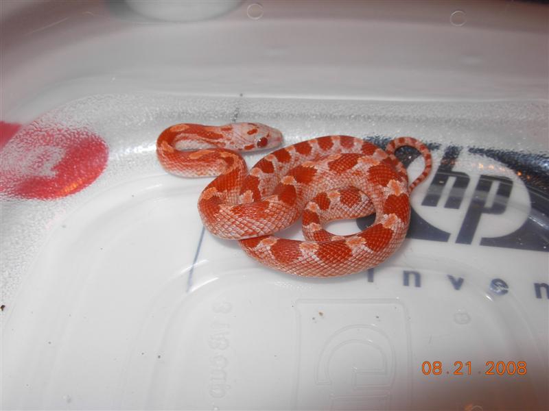 Hypo Pied Bloodred #8