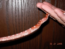 Hypo Pied Bloodred #8