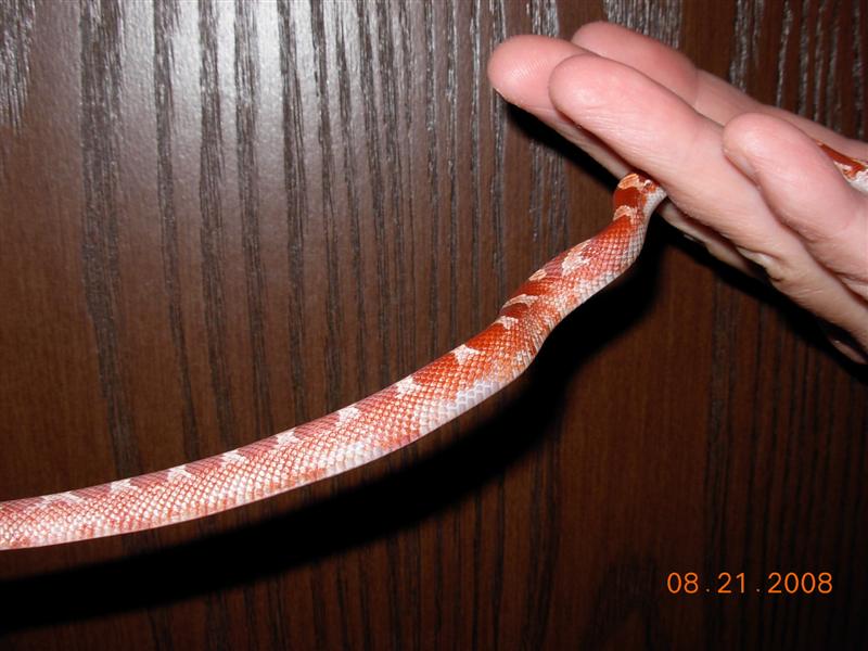 Hypo Pied Bloodred #8