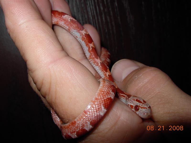 Hypo Pied Bloodred #8