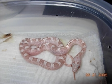 Ghost Bloodred #11 male