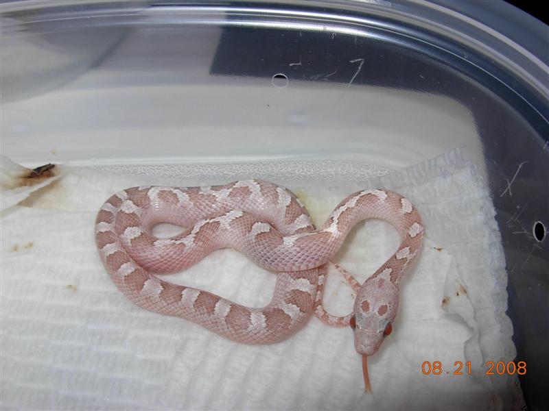 Ghost Bloodred #11 male