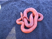 female bloodred