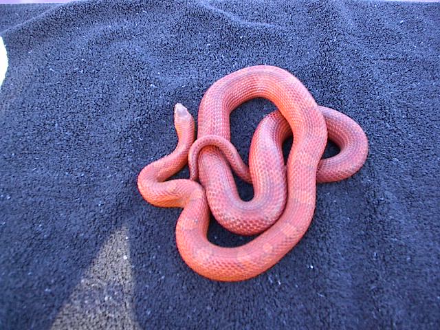 female bloodred
