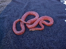 malle bloodred
