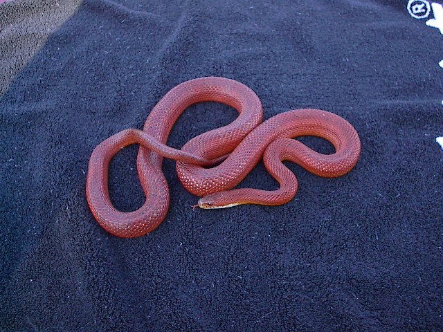 malle bloodred