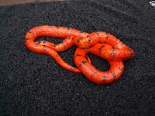 Hypo  Vanishing Pattern Honduran