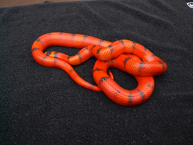 Hypo  Vanishing Pattern Honduran