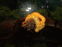 Baby Juyapura ll
