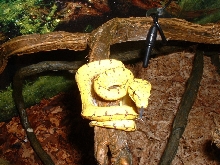 Baby Juyapura