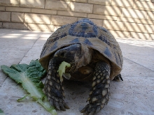 Aziza , greek tortoise.