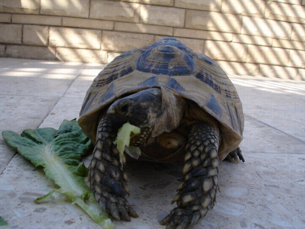 Aziza , greek tortoise.