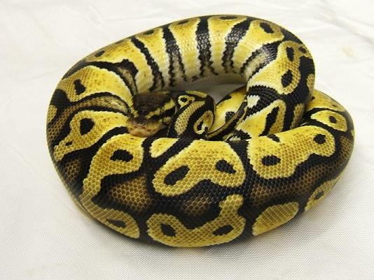 pastel pic2