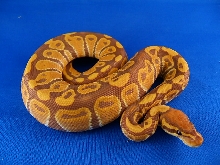 07 carmel male