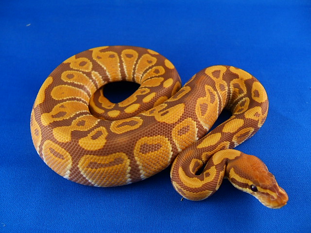 07 carmel male