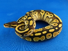 new lesser