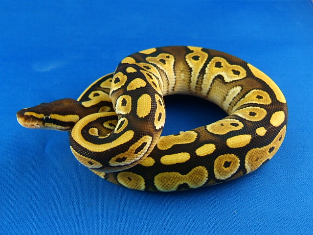 new lesser