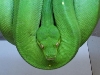 female GTP pic1