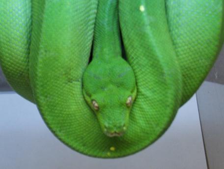 female GTP pic1