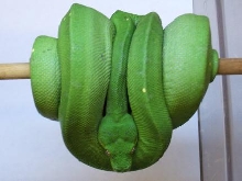 female GTP pic2