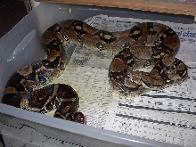 Adult Male Columbian Boa